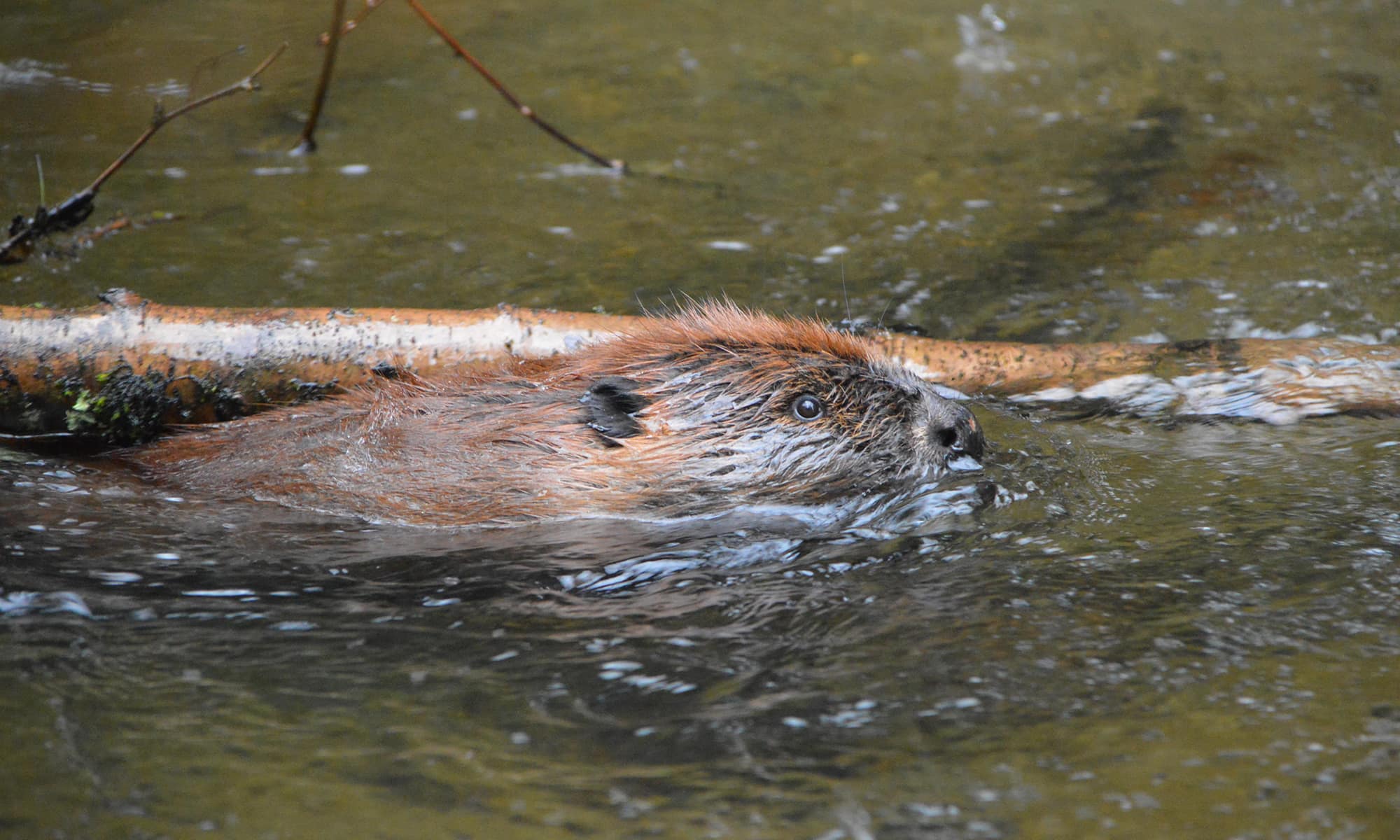 Beaver swimming