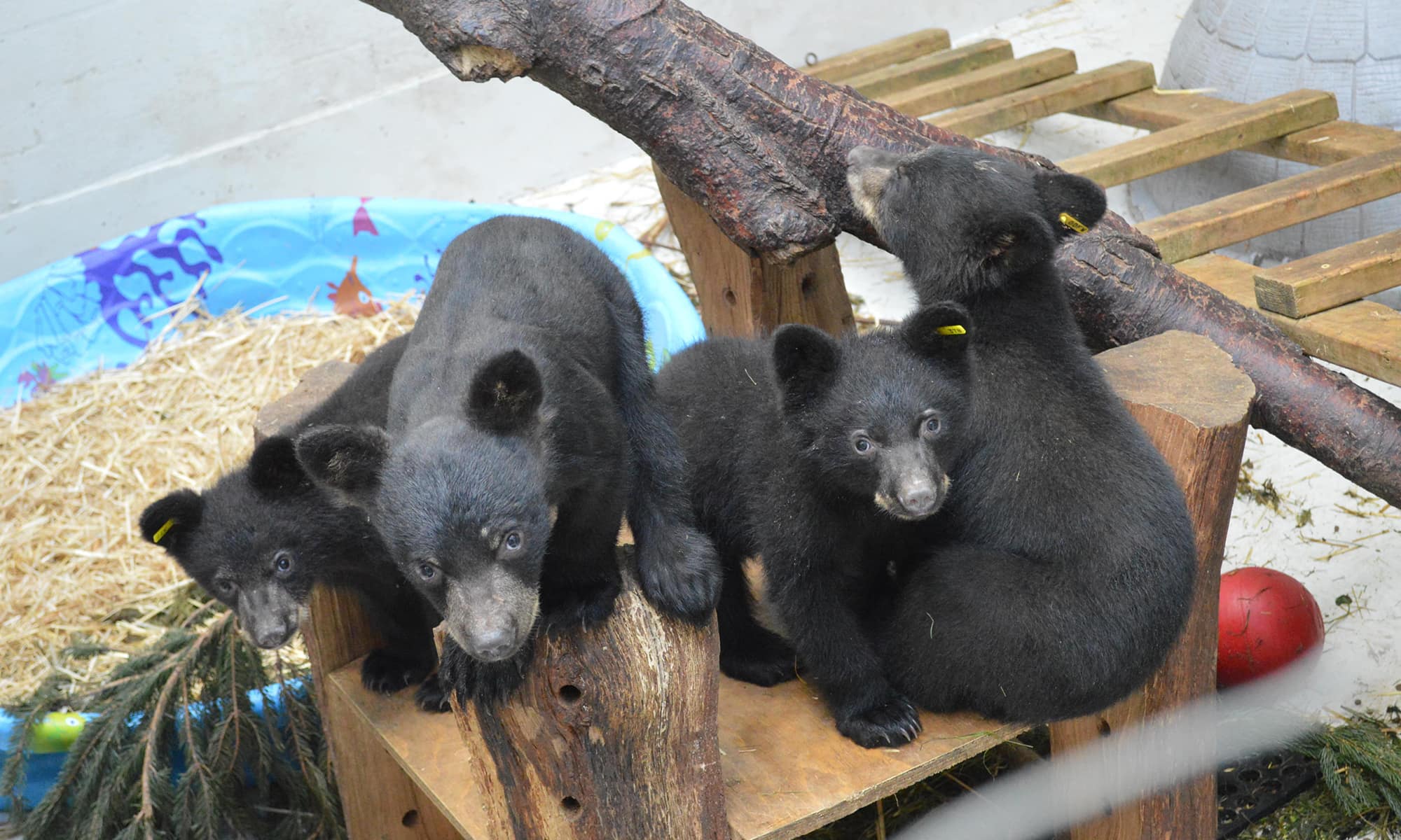 Three American Black Bears