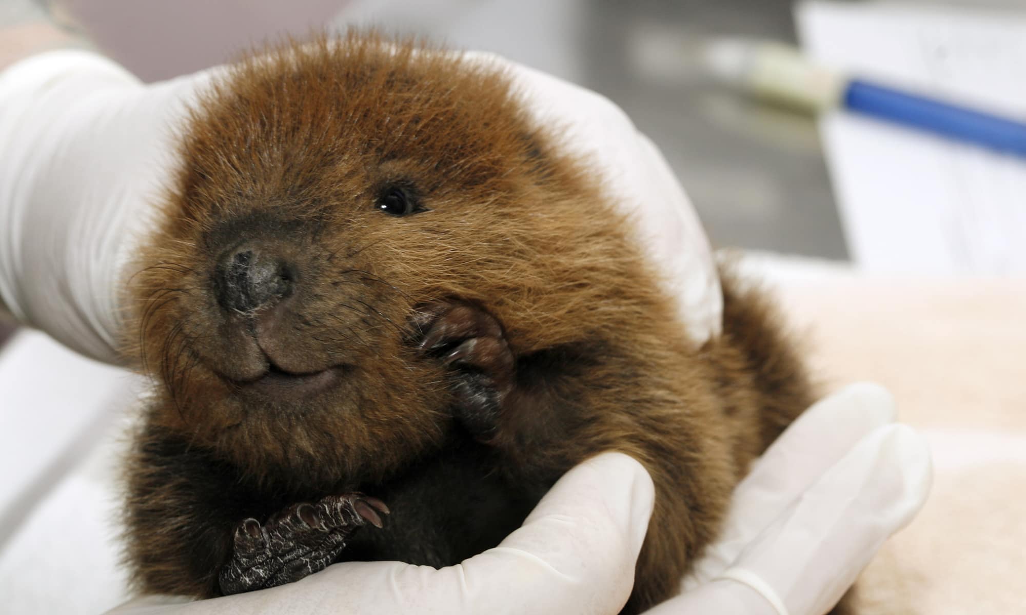 Beaver intake