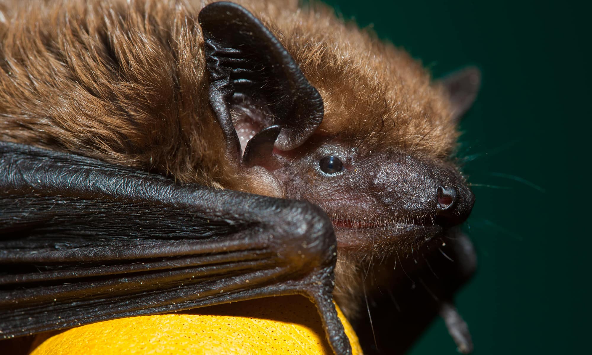 Big Brown Bat