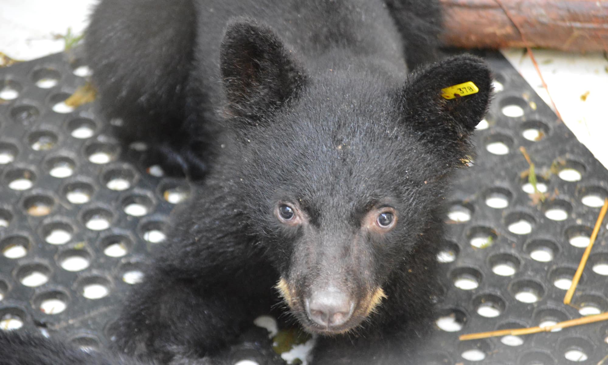 Black Bear Cub