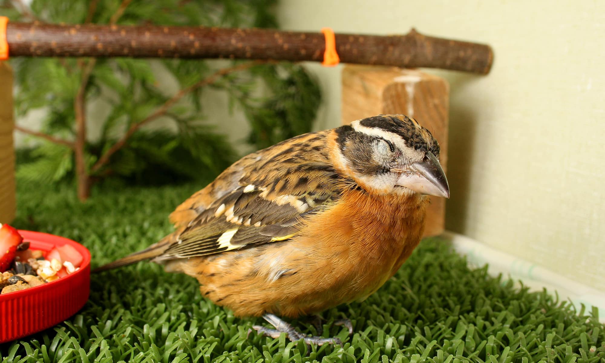 Black-headed Grosbeak