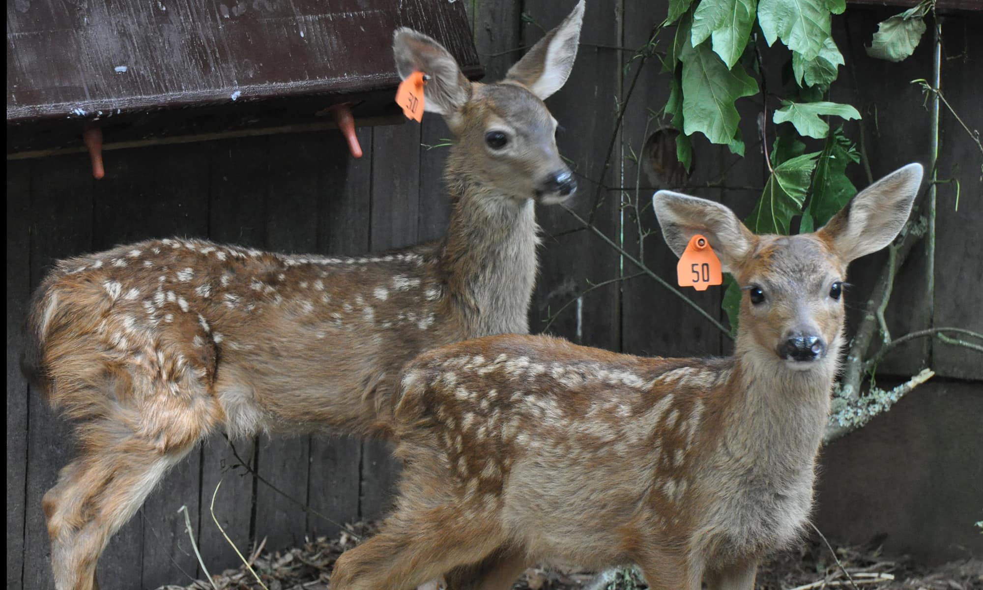 Black tail fawn 