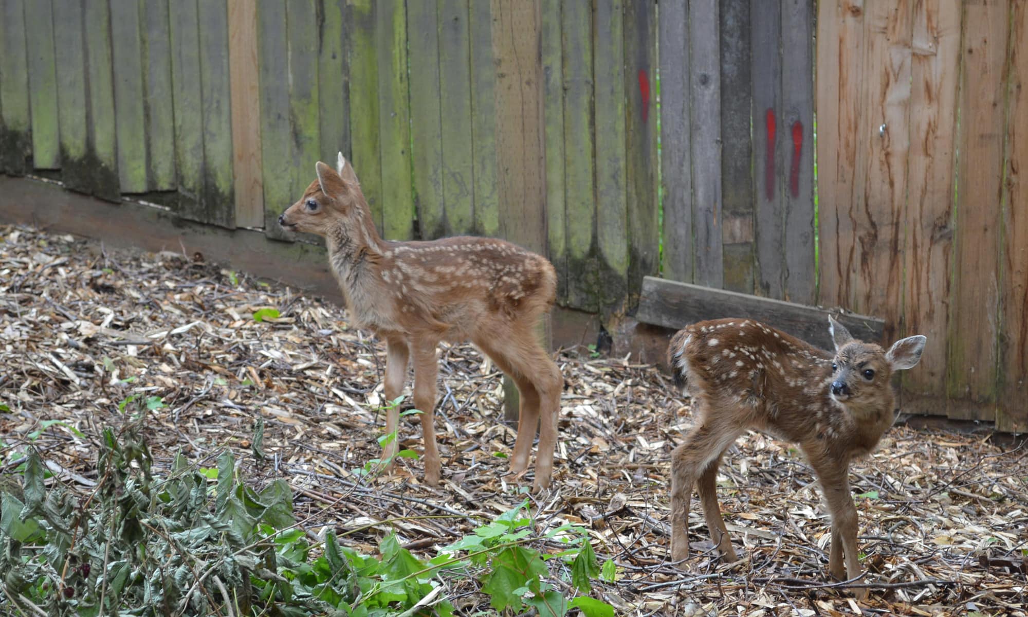 Black tailed deer