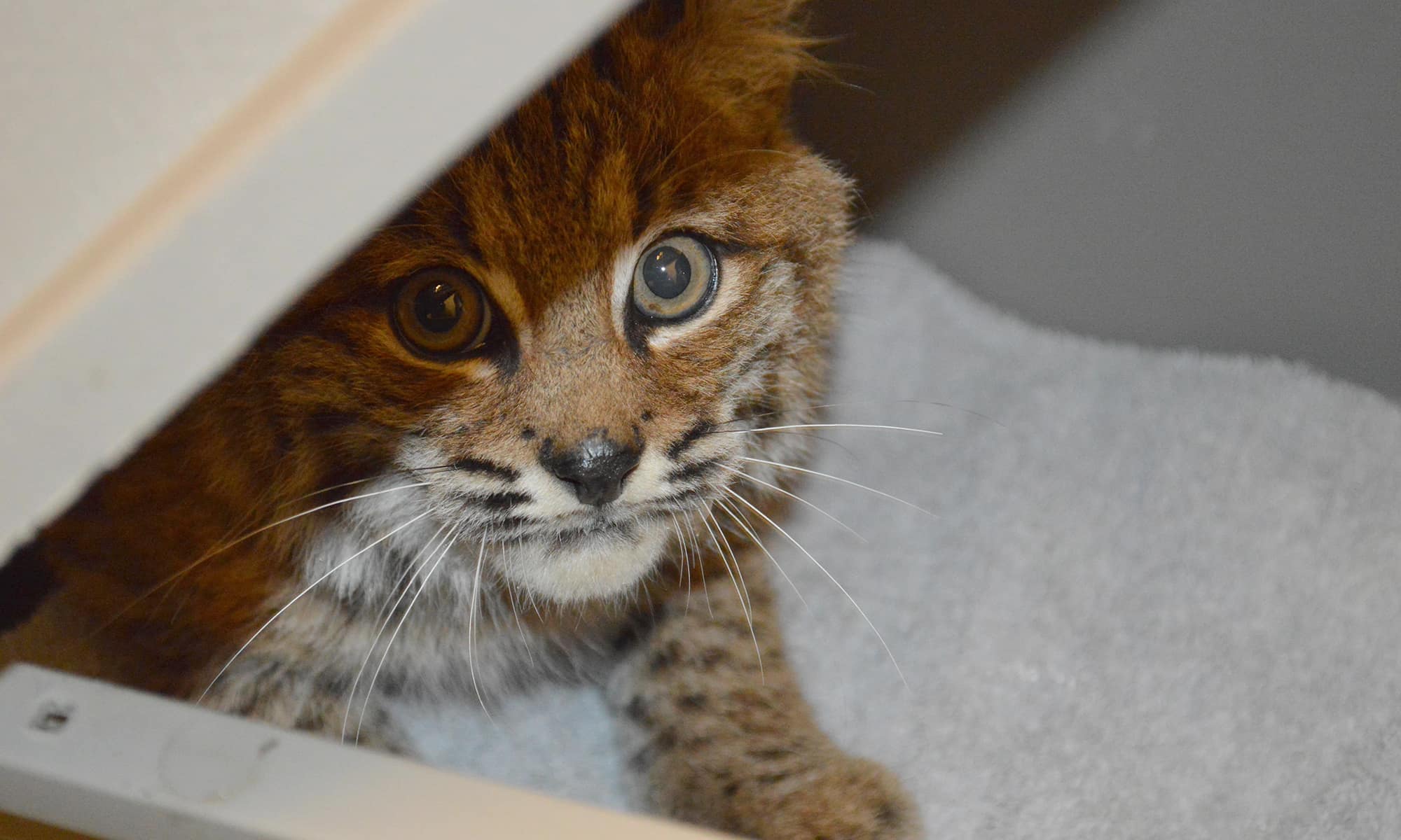 Bobcat intake