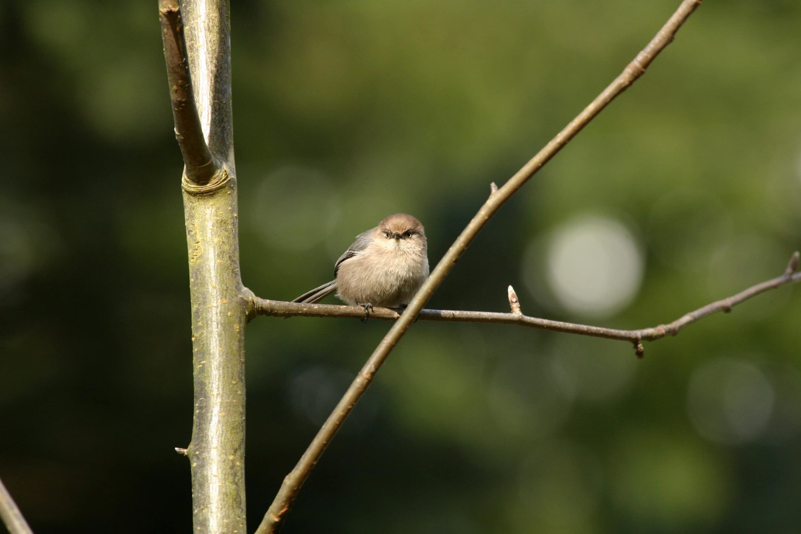 Bushtit on a branch