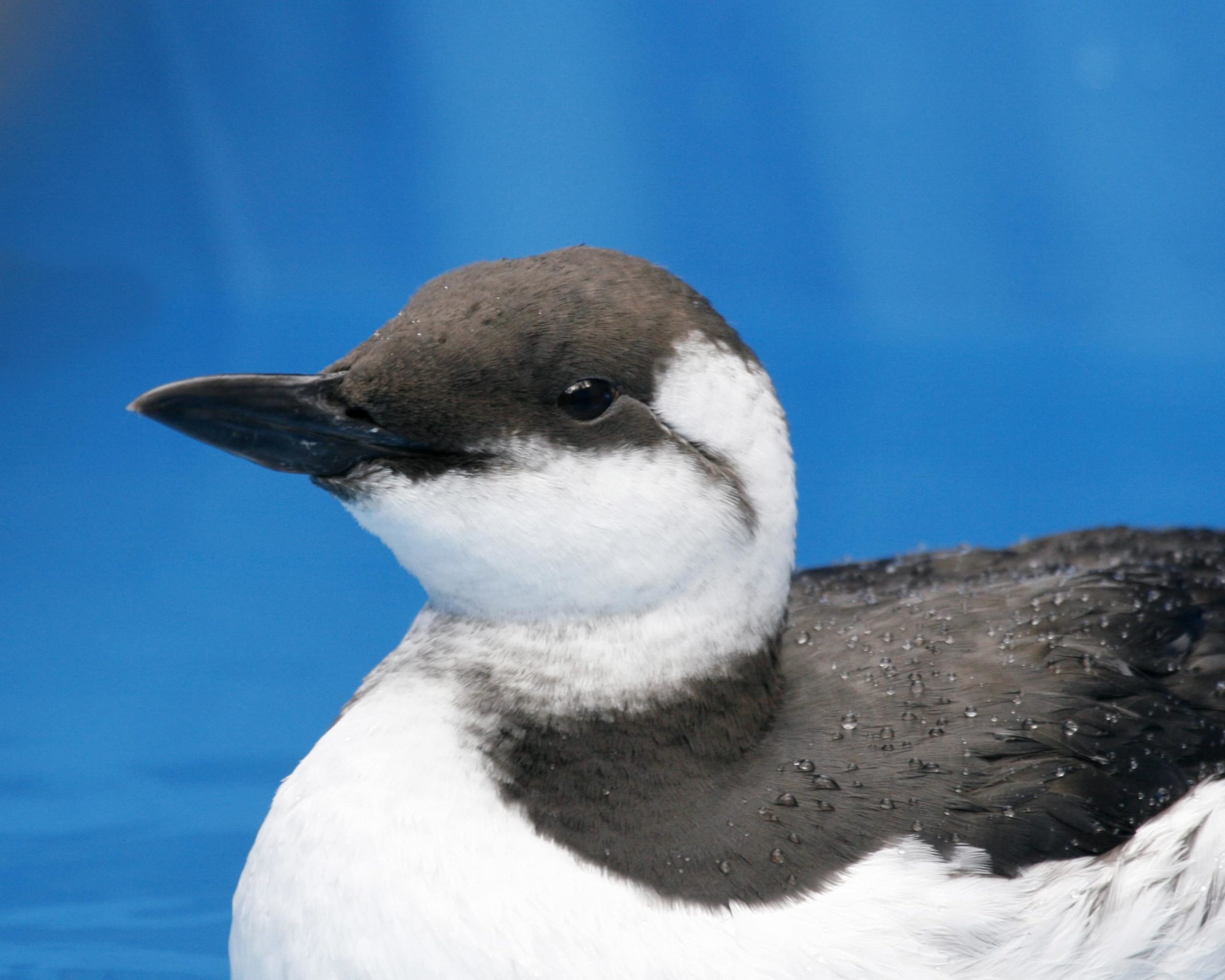 Common Murre