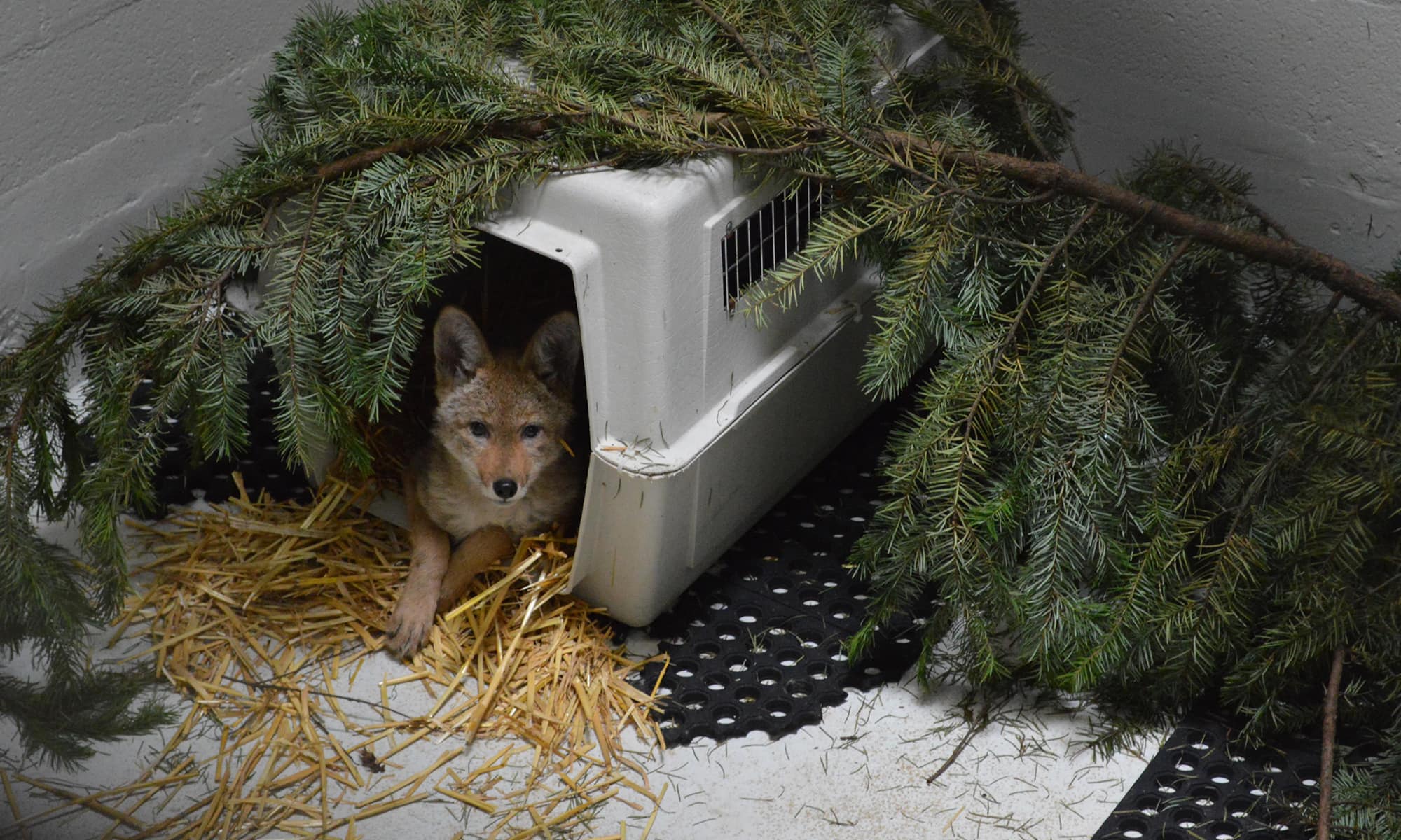 Coyote in an enclosure