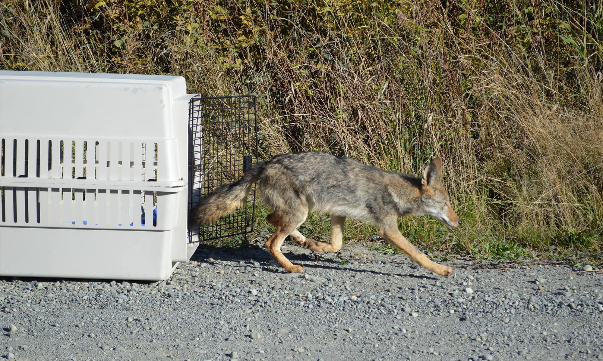 Coyote release