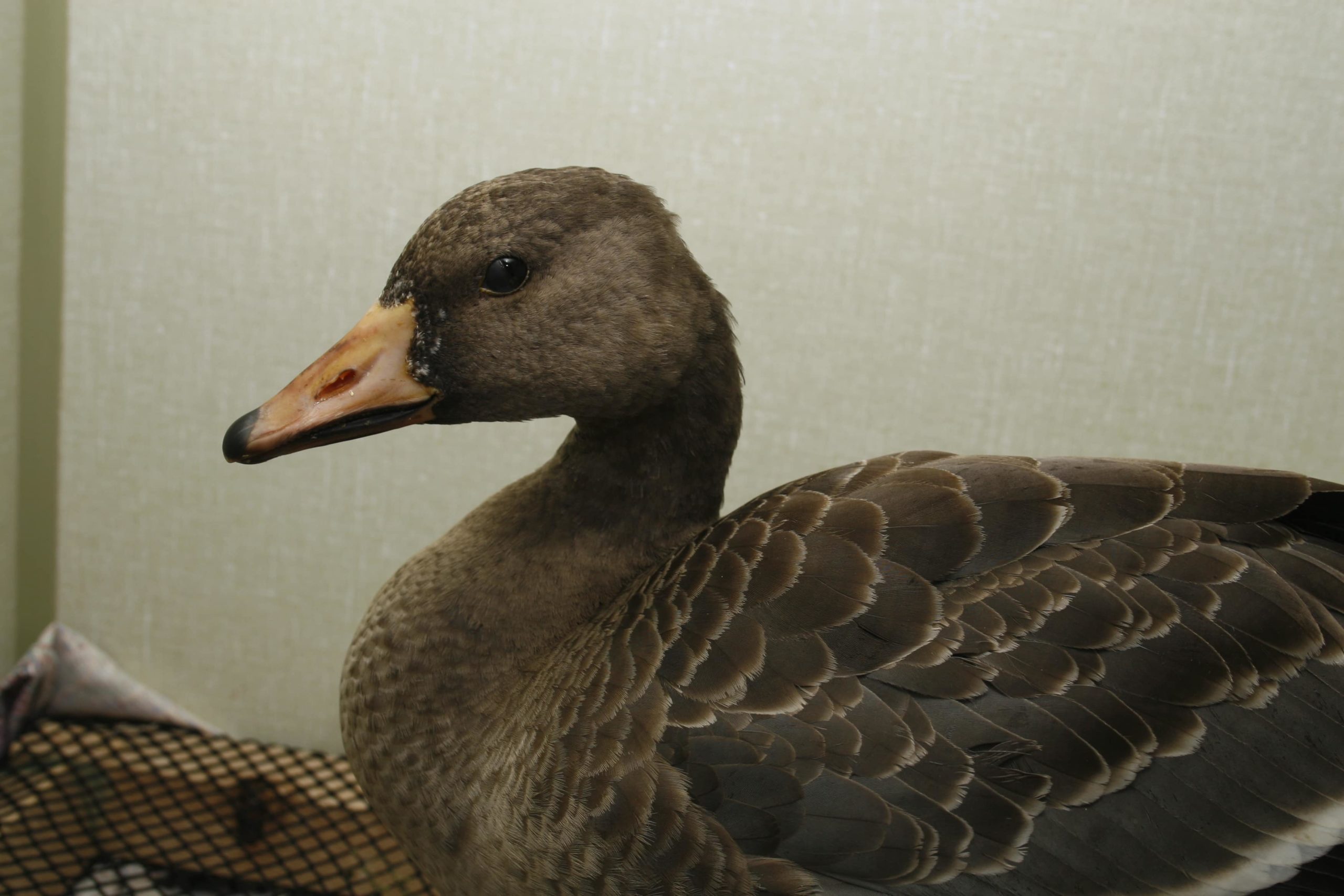 Greater White Fronted Goose