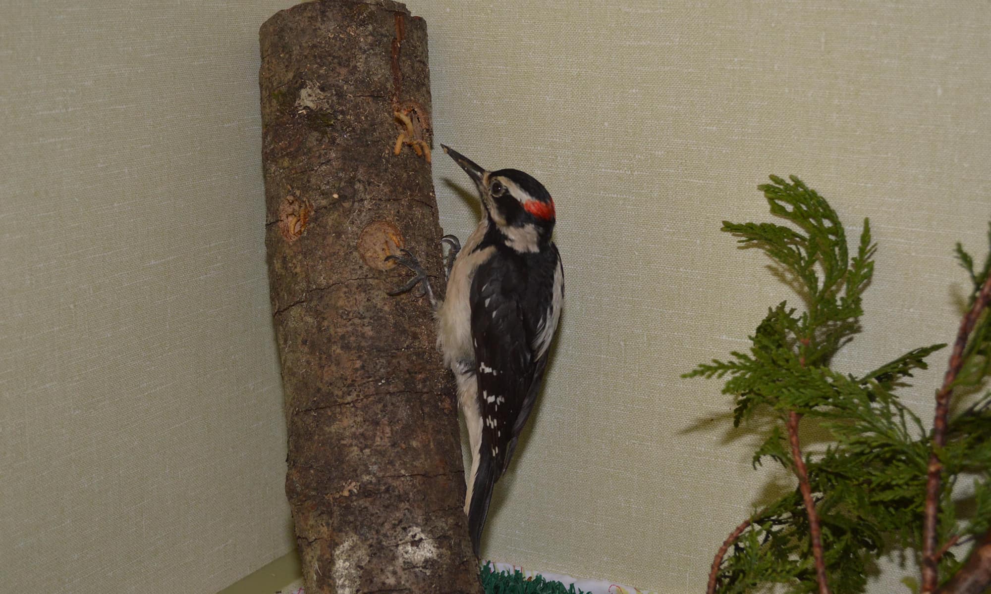 Hairy Woodpecker