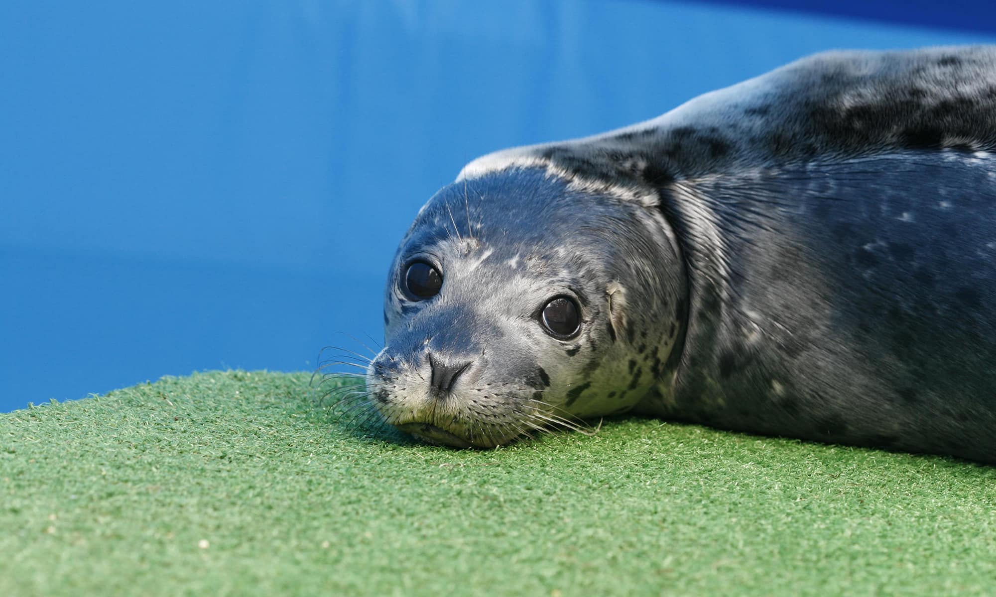 Harbor Seal