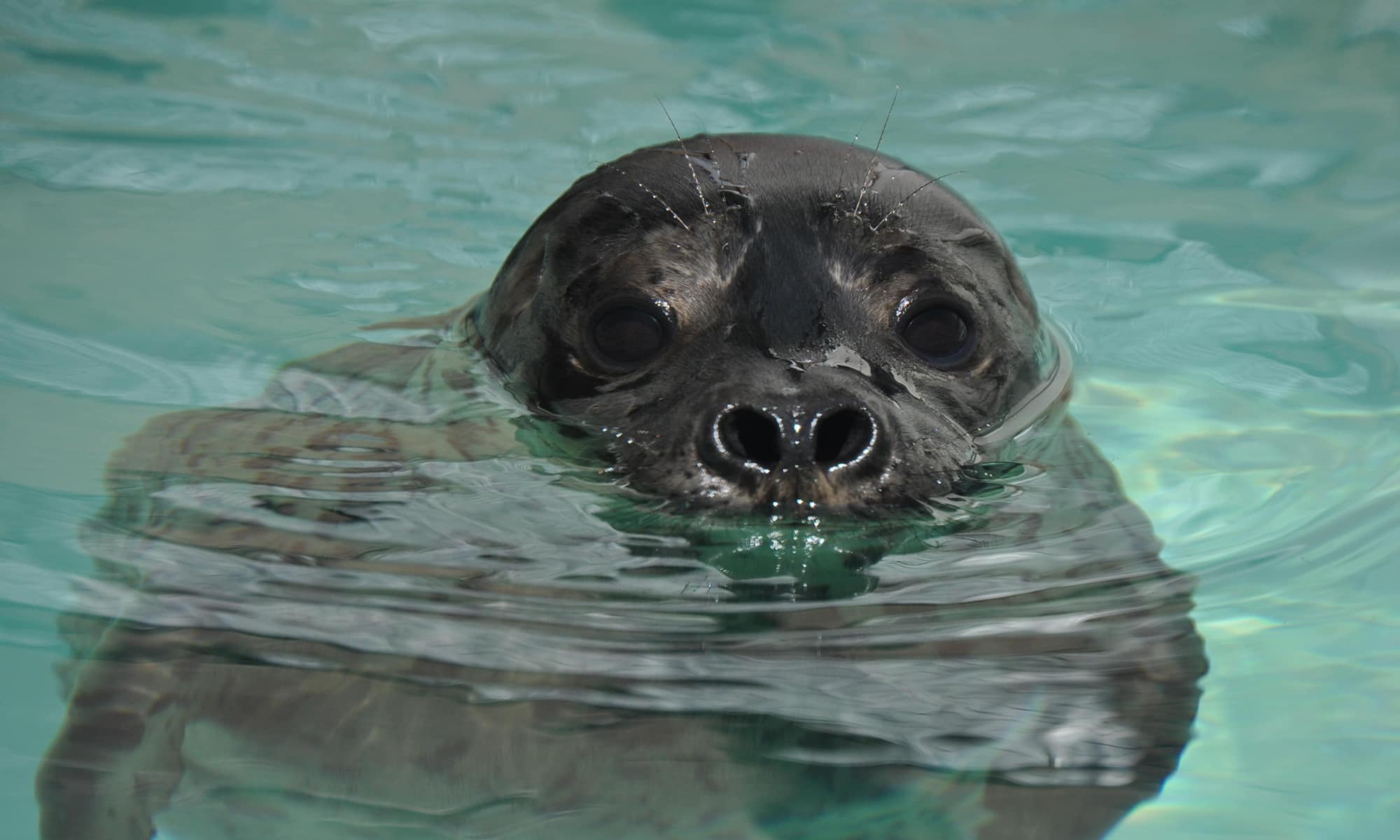 Harbor Seal