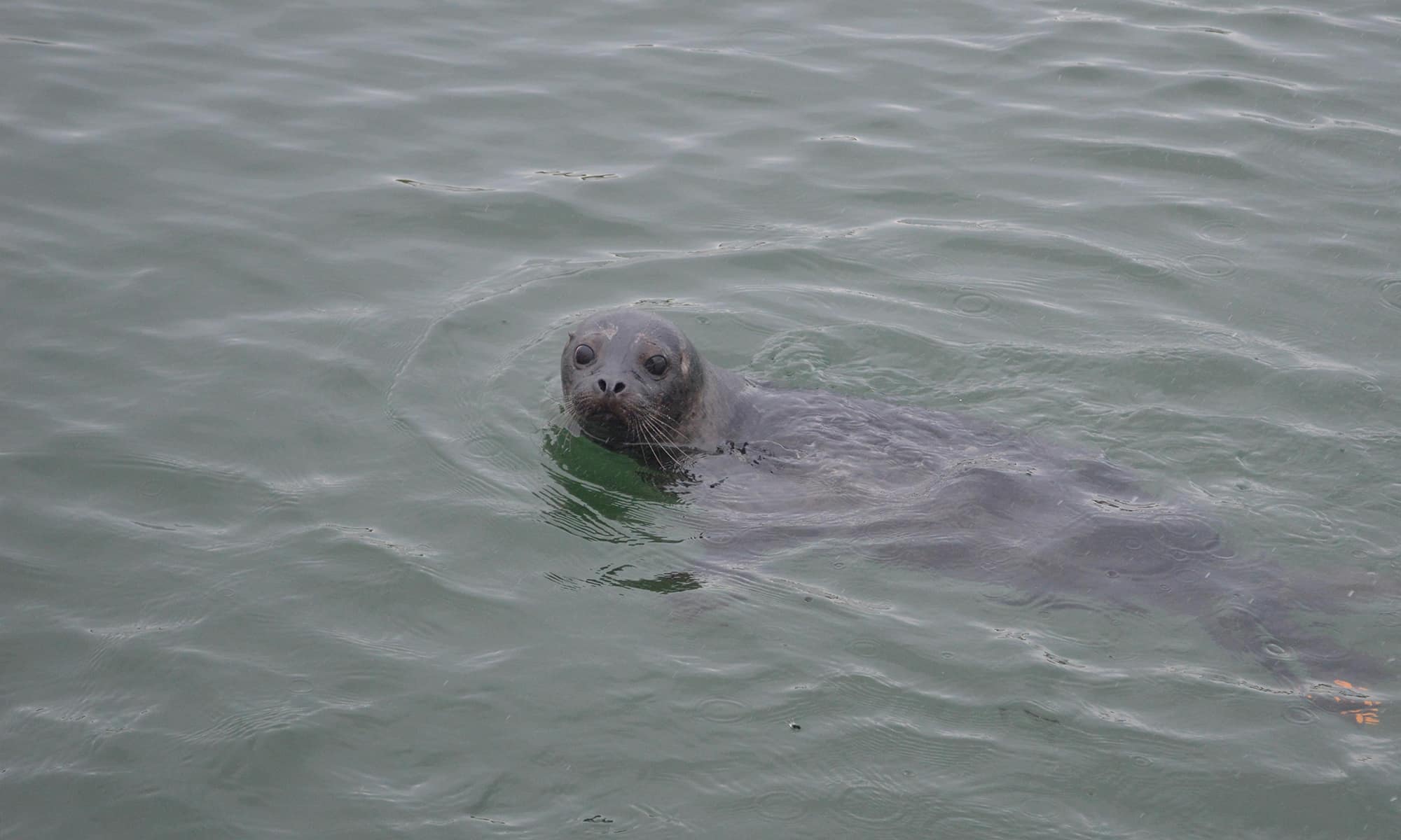 Harbor Seal release