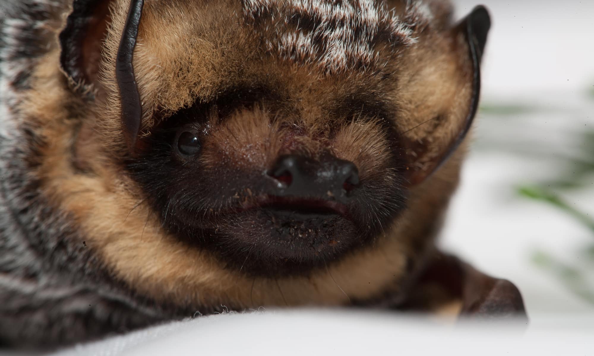 Hoary Bat