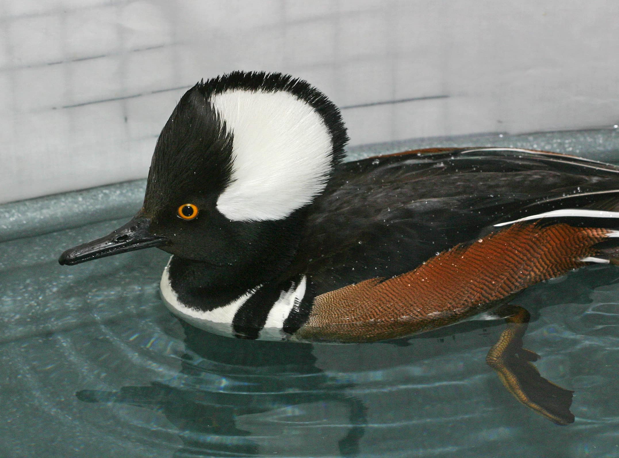 Hooded Merganser