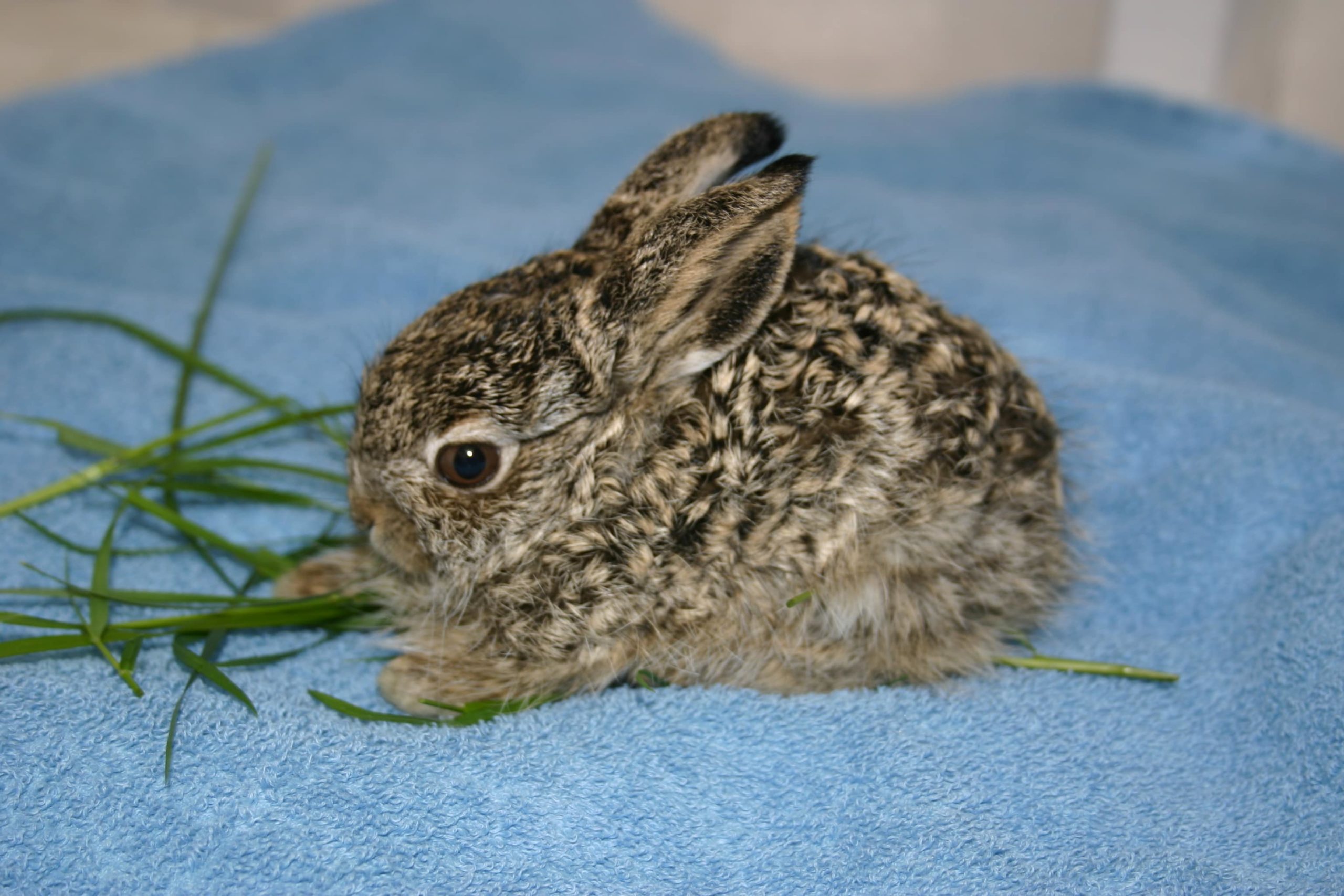 Juvenile White-tailed Jackrabbit