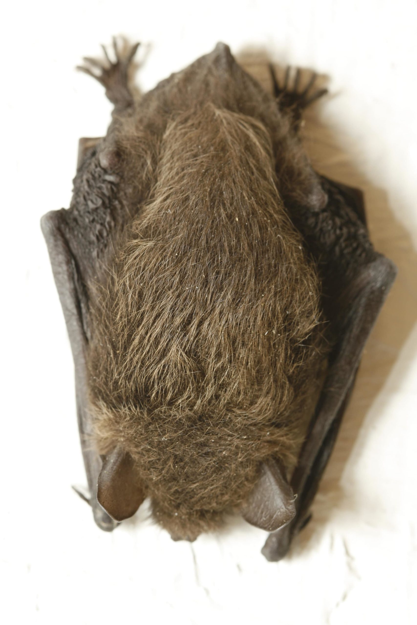 Little Brown Bat