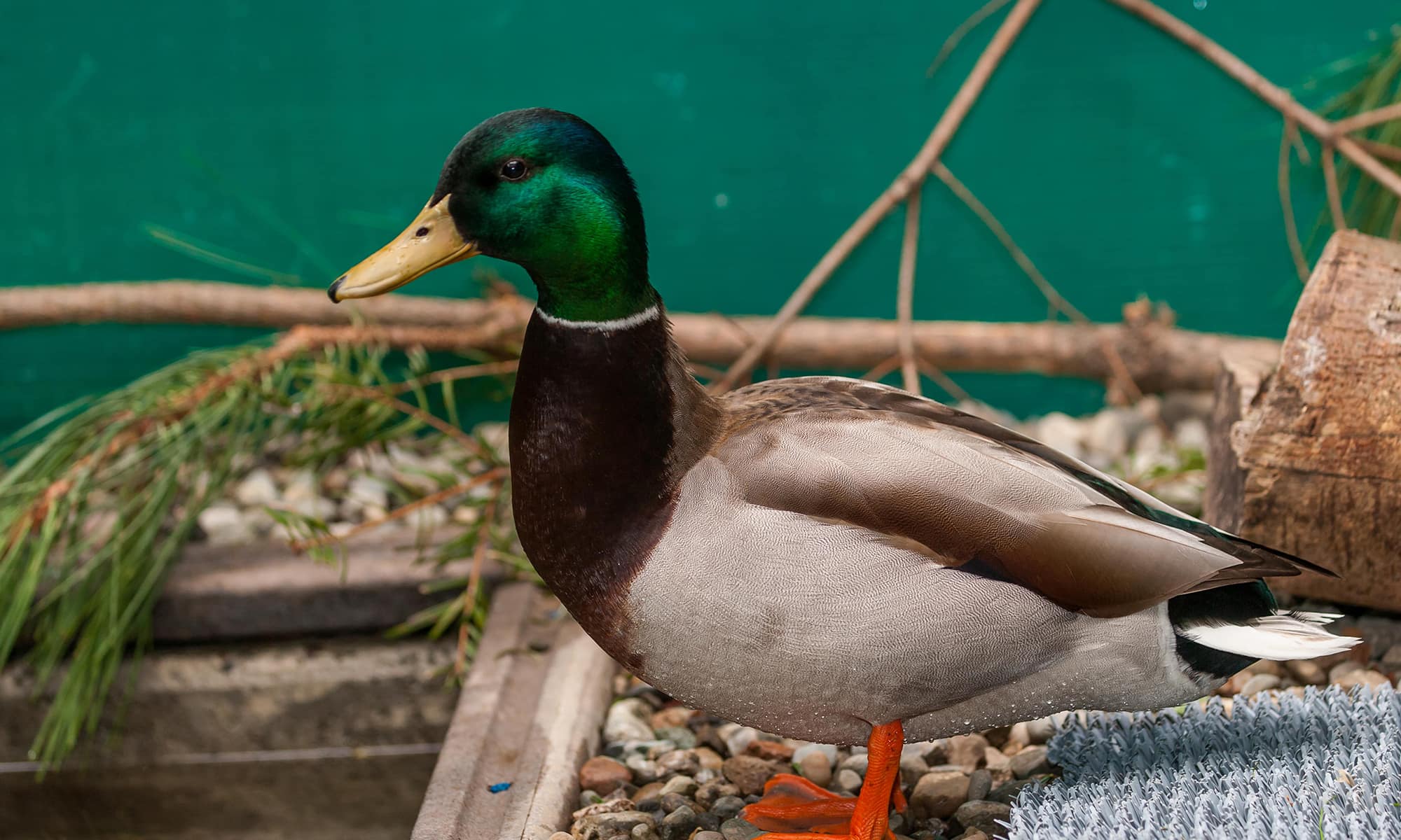 Male Mallard 