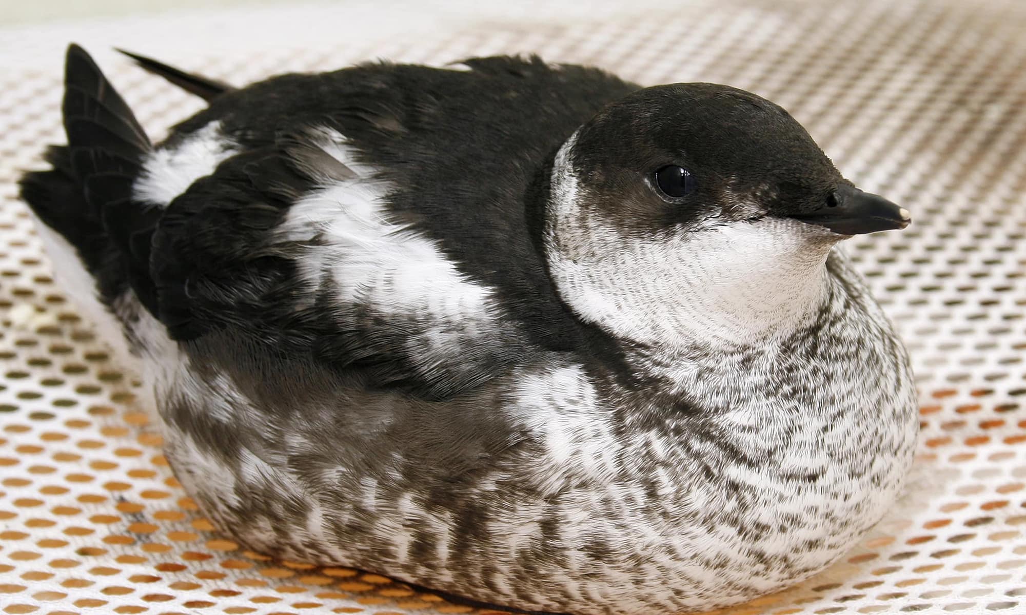 Marbled Murrelet