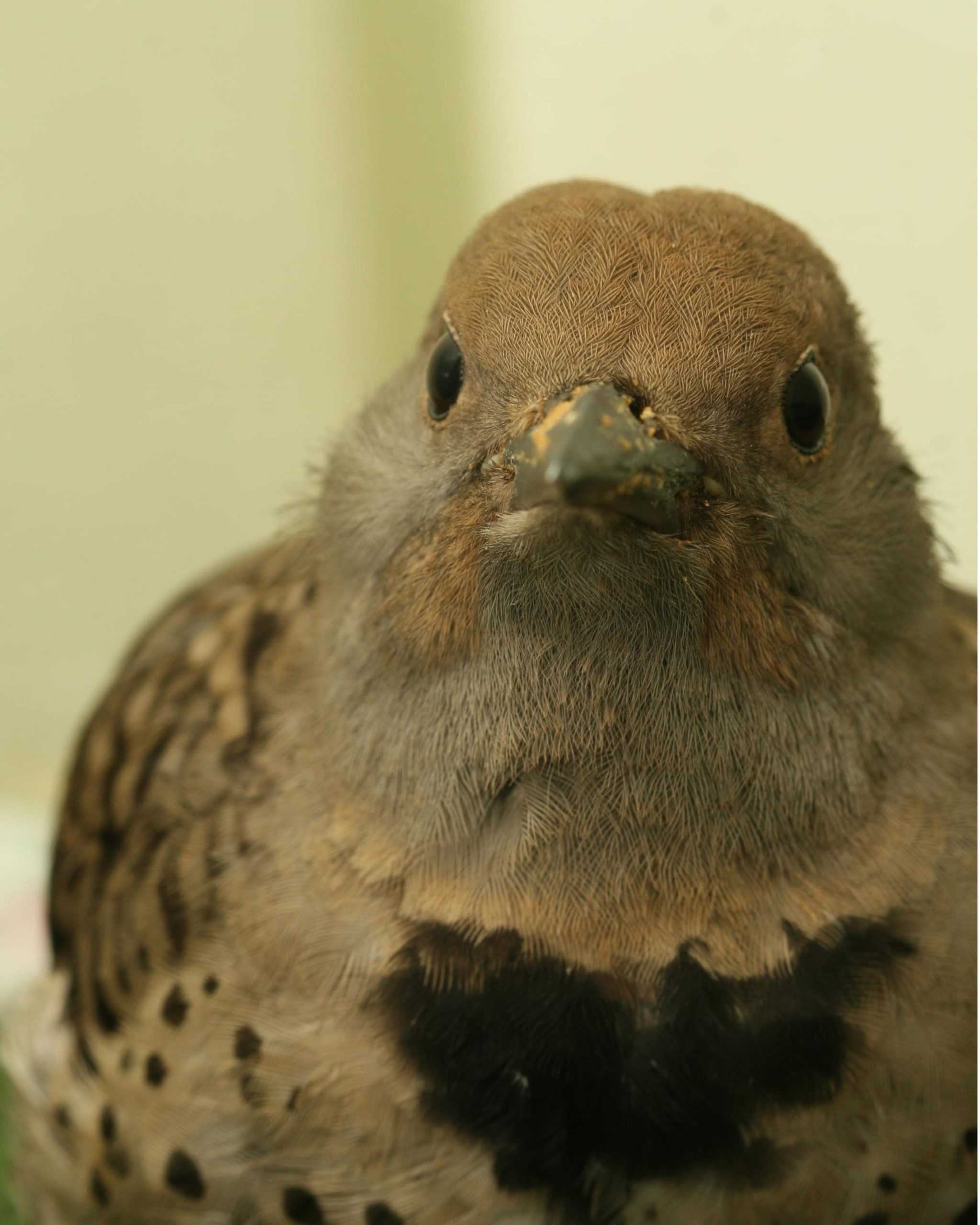 Northern Flicker window strike victim in ward cage