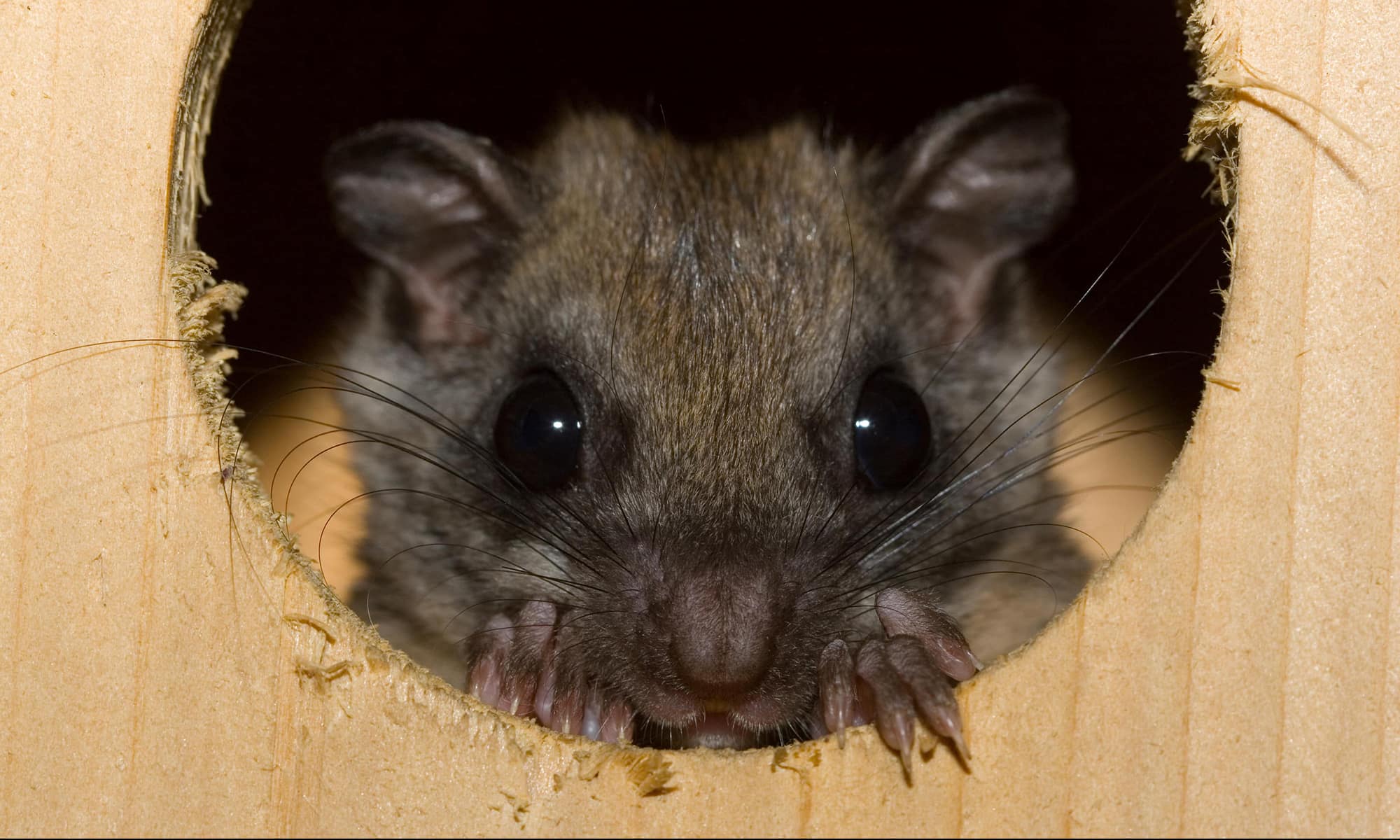 Northern Flying Squirrel