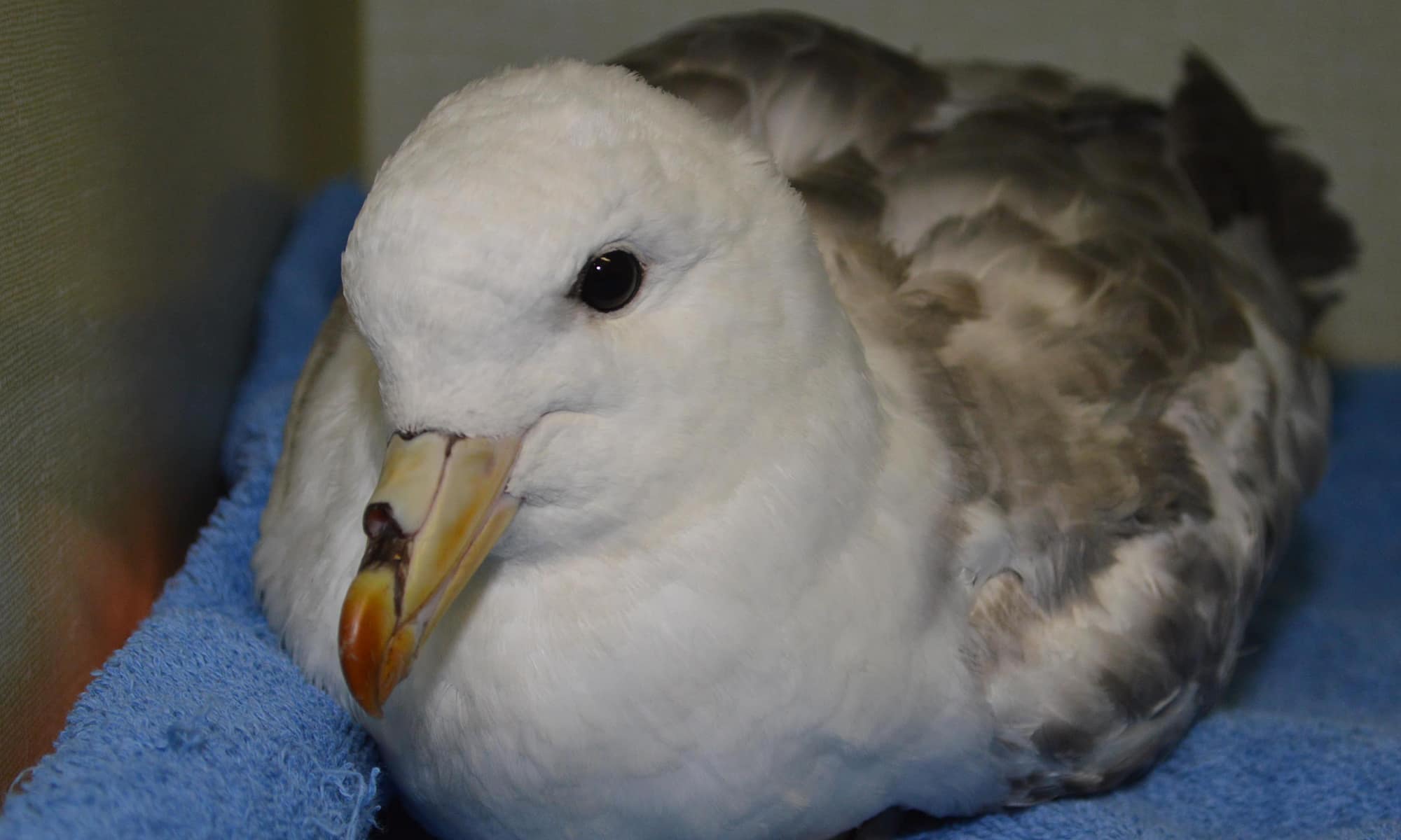 Northern Fulmar