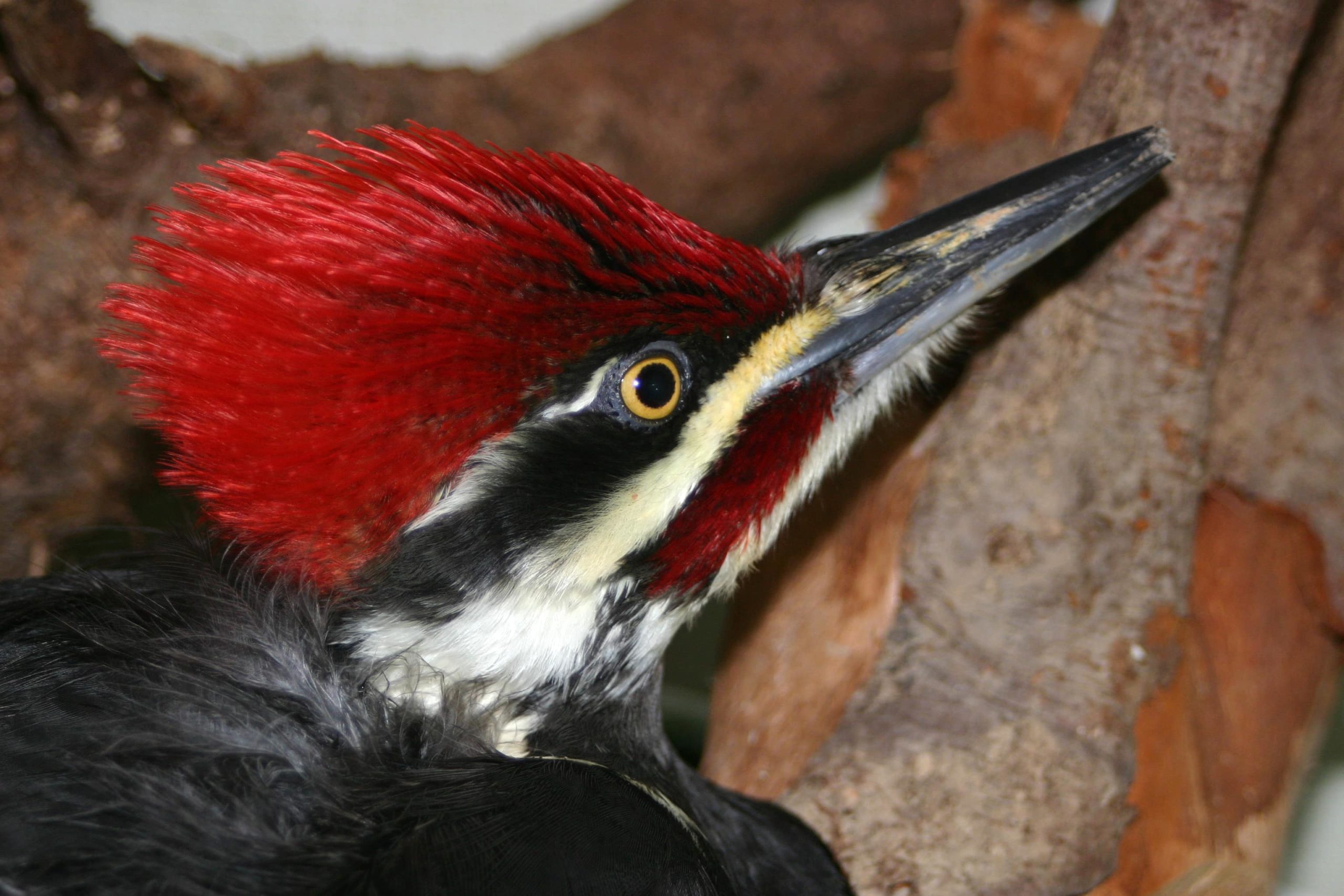 Pileated Woodpecker