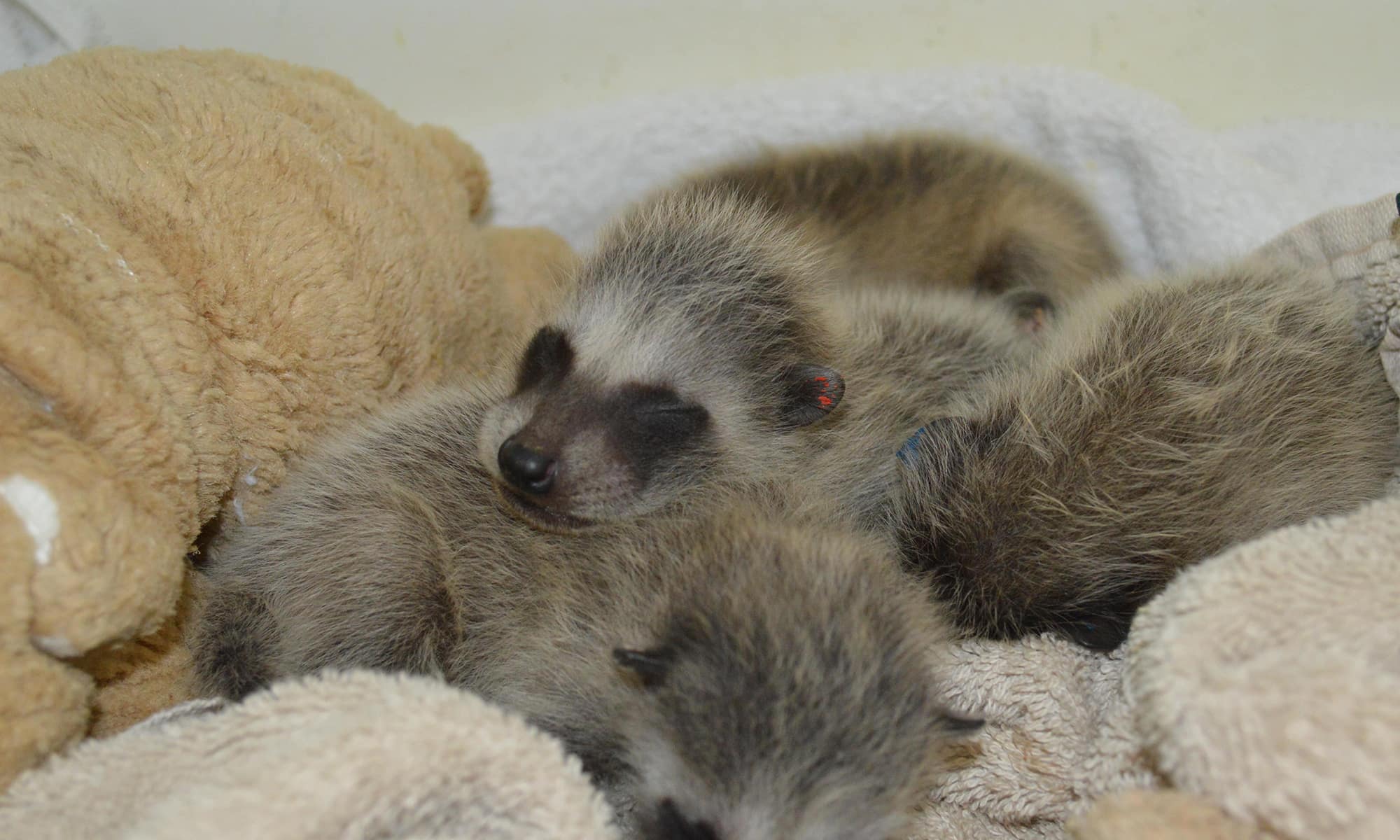 Baby raccoons