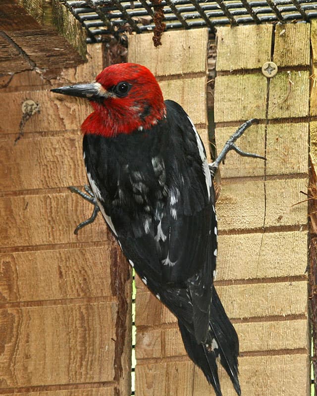 Red-breasted Sapsucker