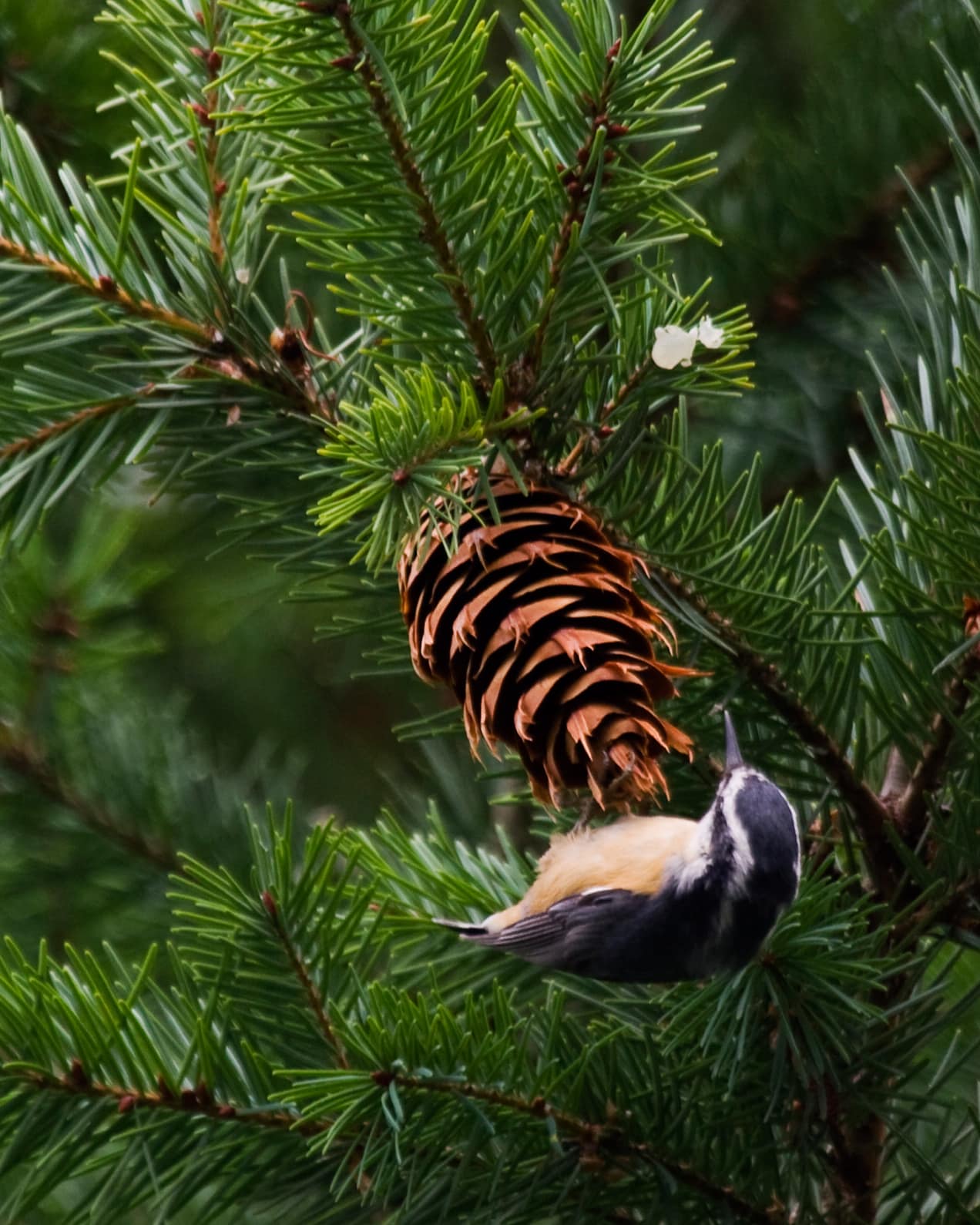 Red-breasted Nuthatch