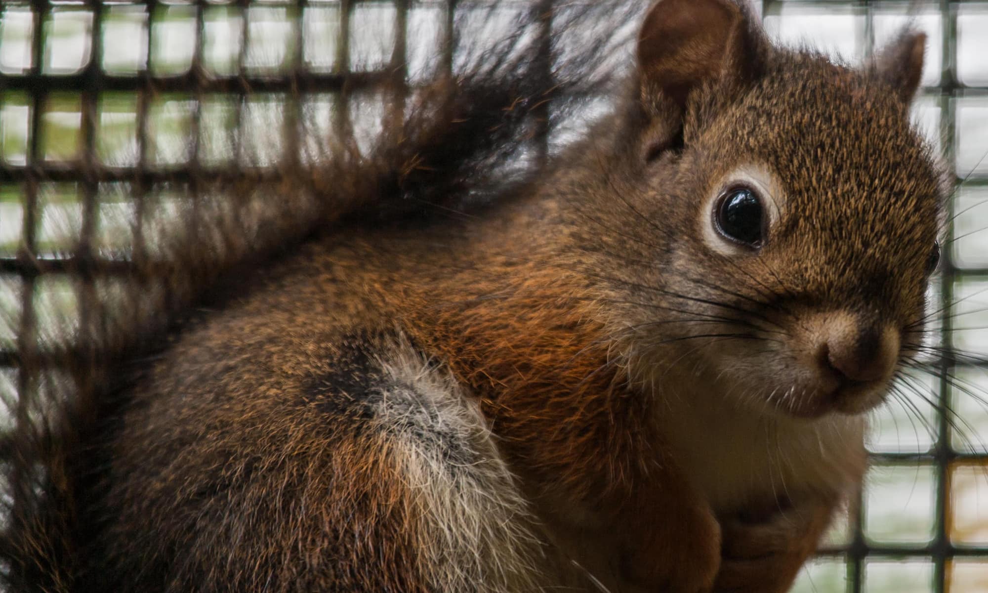 Red Squirrel