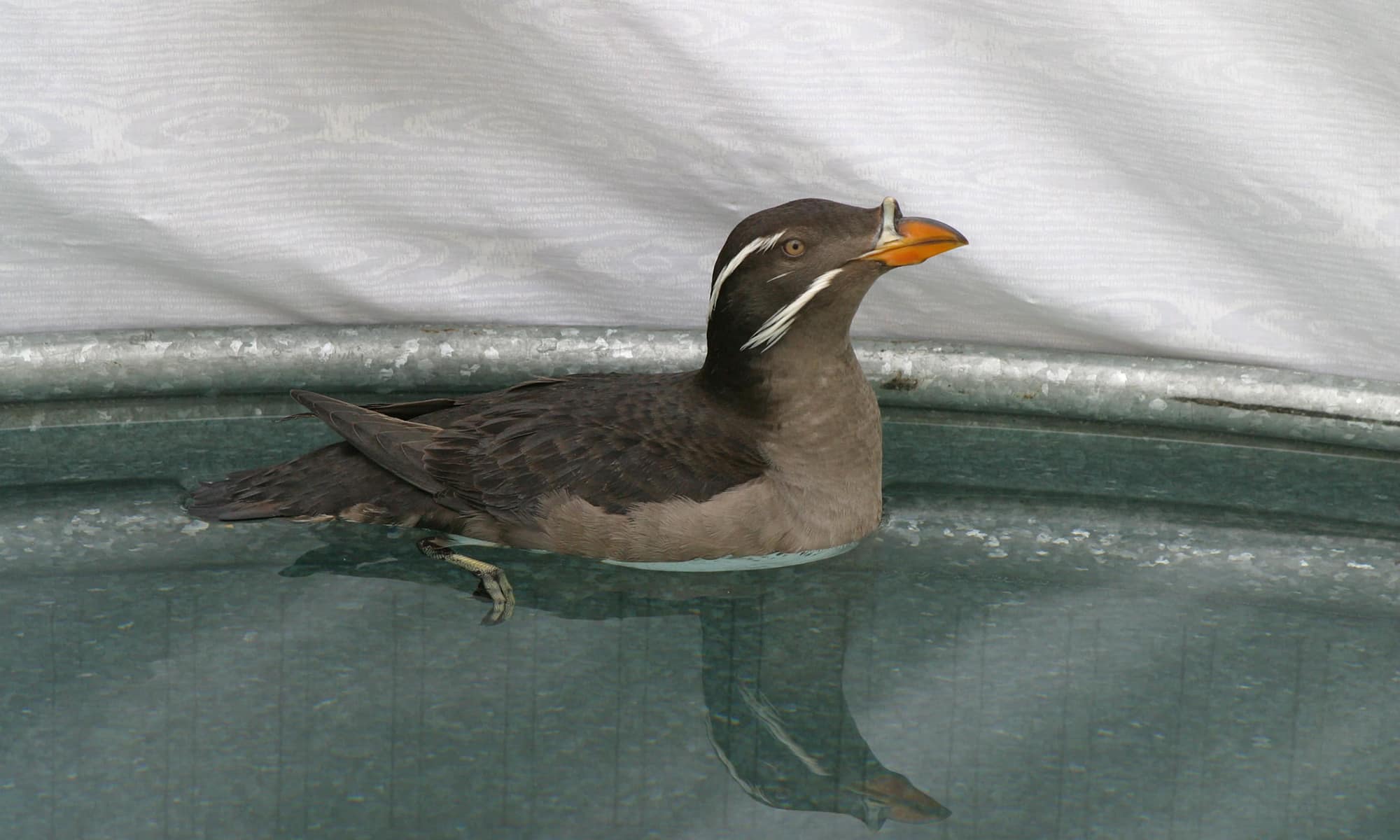 Rhino Auklet