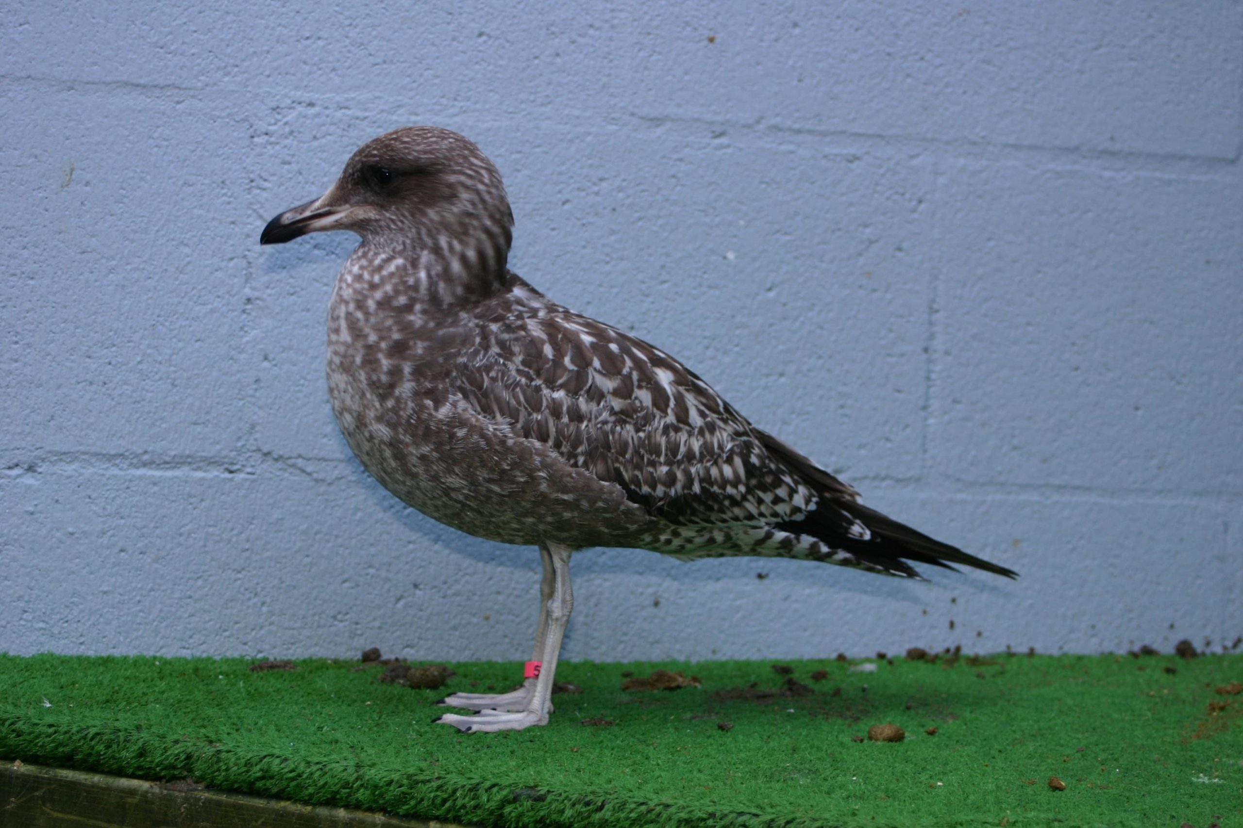 Ring-billed Gull