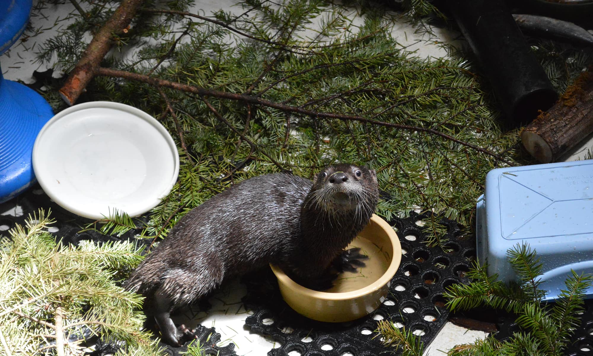 River Otter in enclosure