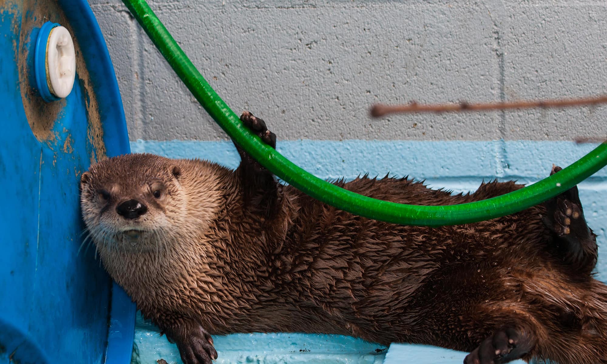 River Otter