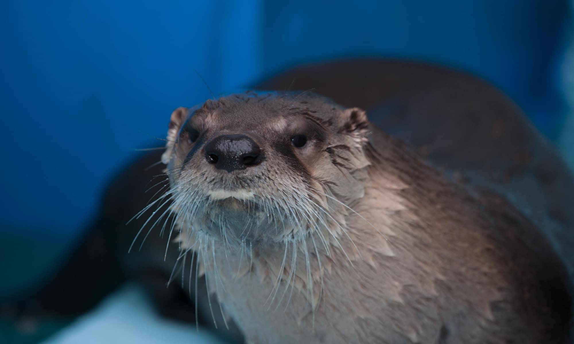 River Otter