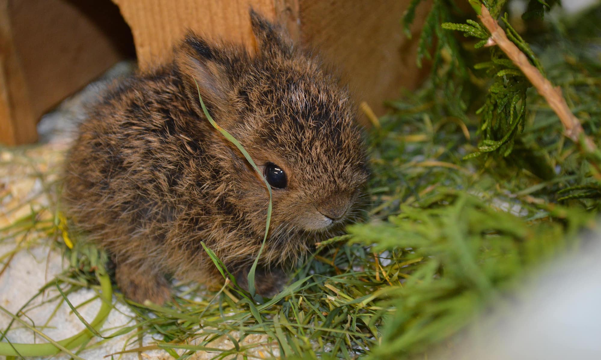 Snowshoe Hare