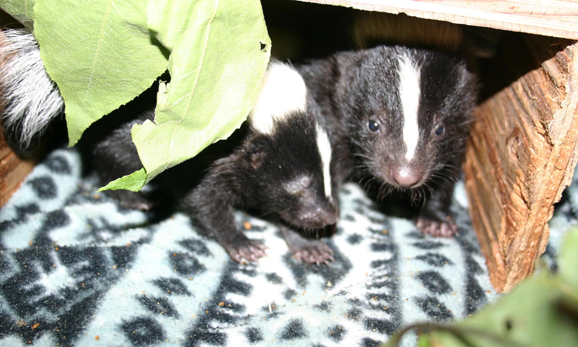 Striped skunks