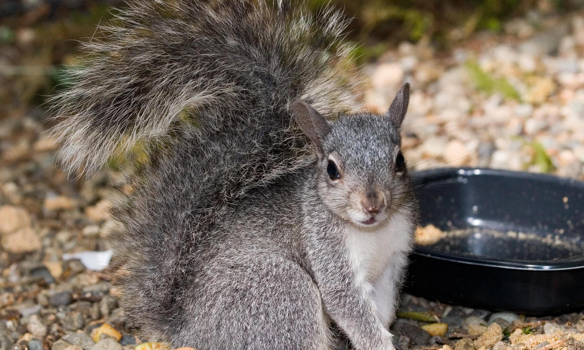 Western Gray Squirrel