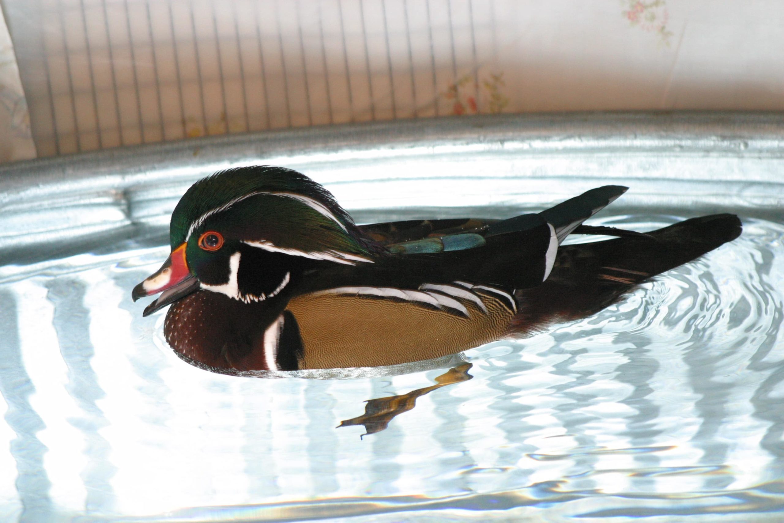 Wood Duck