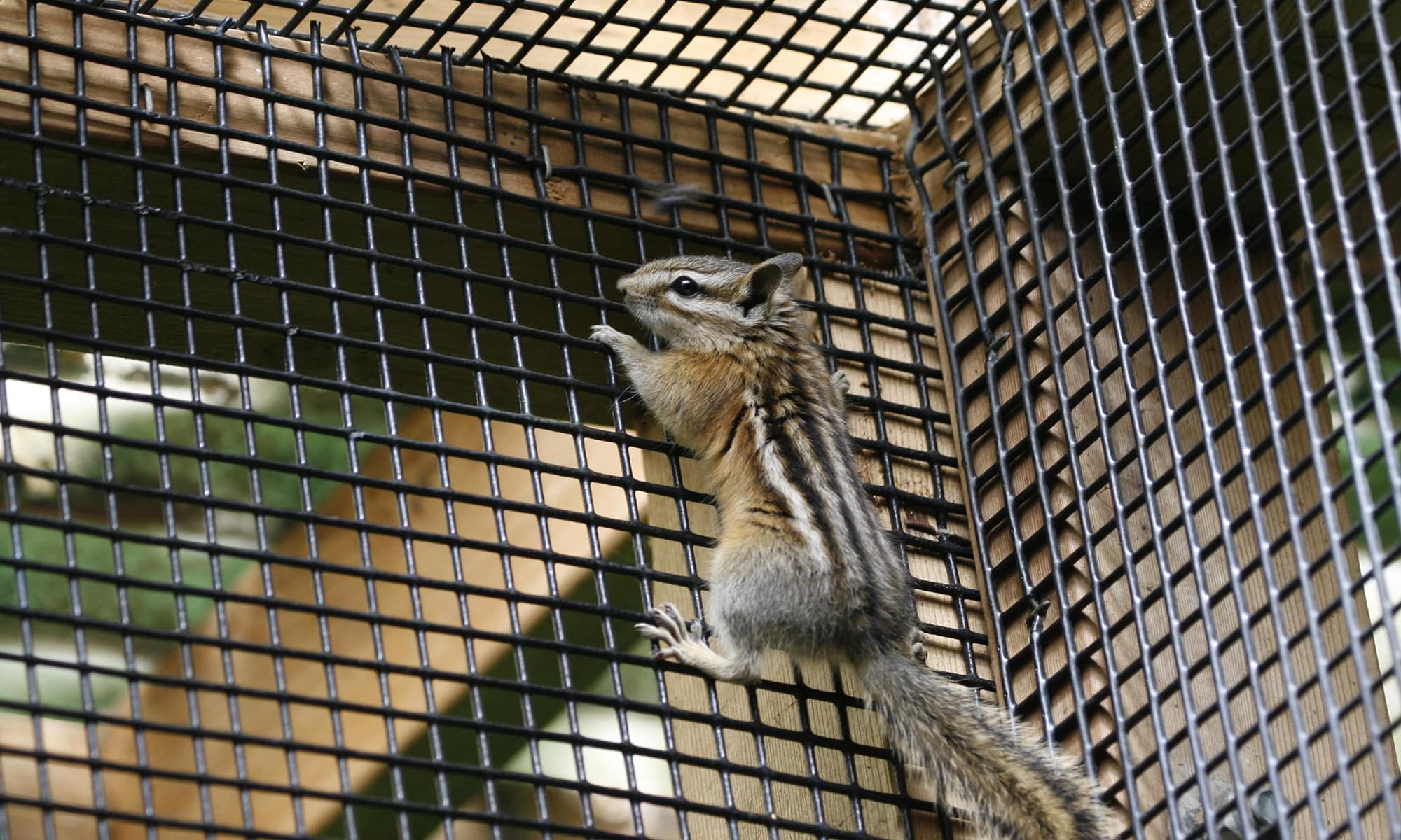 Yellow Pine Chipmunk